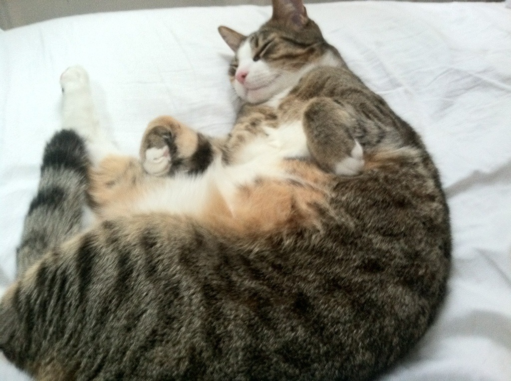 迪马利亚的苏格兰雨夜,当巫师在凯尔特人的地盘起舞