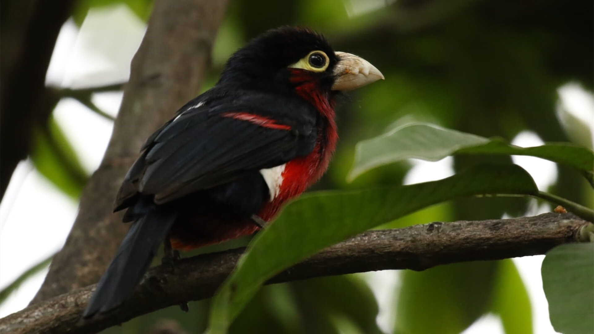 开云下载-力克宿敌！布克狂暴输出撕碎马刺防线，热火加时鏖战彰显冠军底蕴