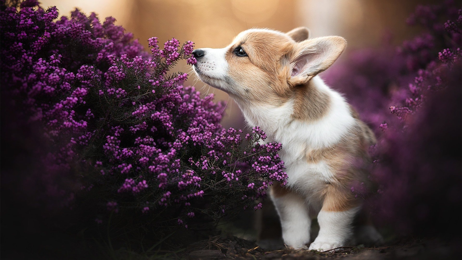 跨界双城记,辽宁终结者气魄与拉文的英超神话