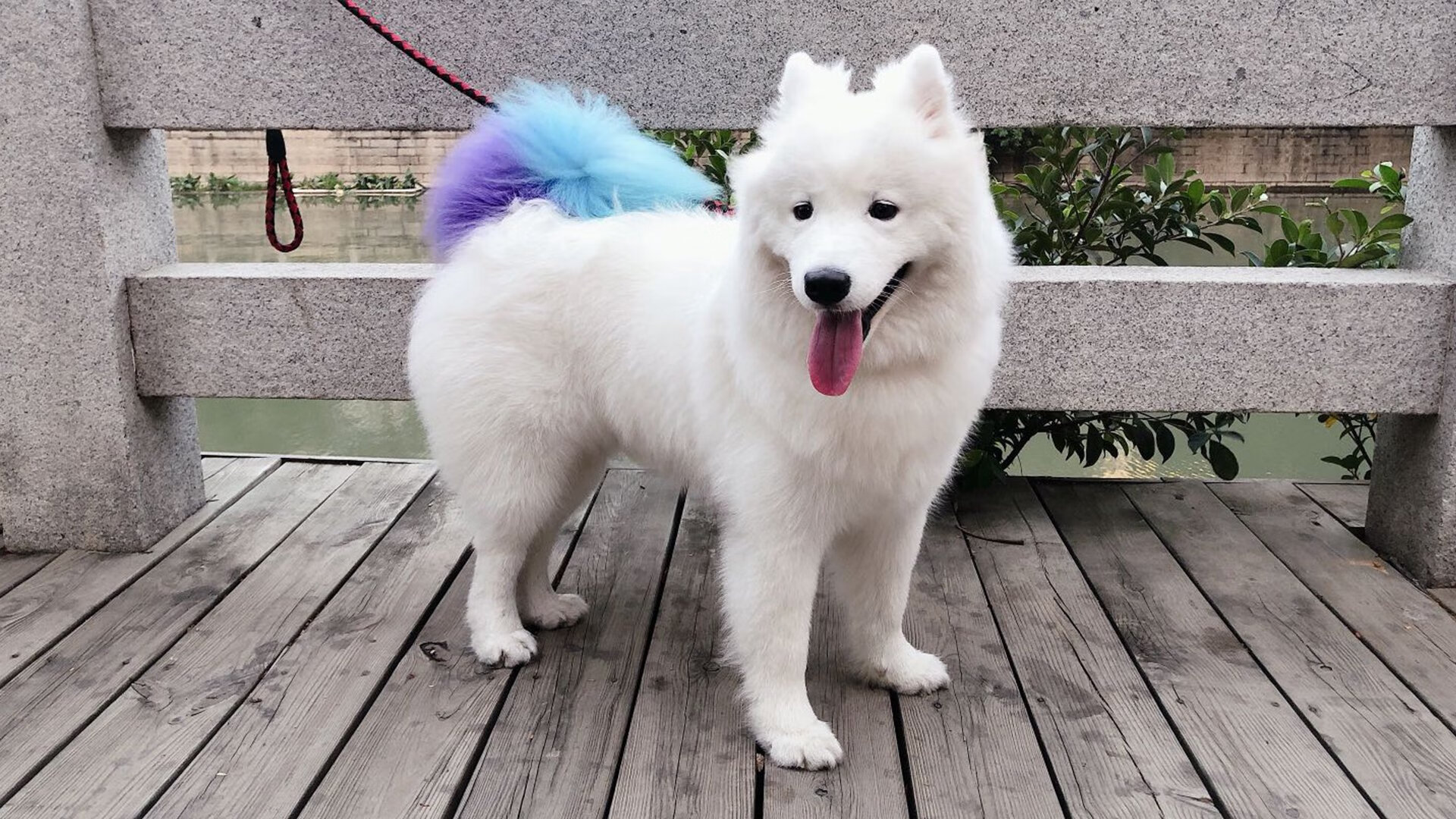 双面冠军启示录，约基奇的灵魂篮球与凯尔特人的暴力美学