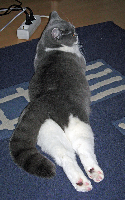 开云官网-极速引擎，当库里化身F1街道赛的攻防转换核心