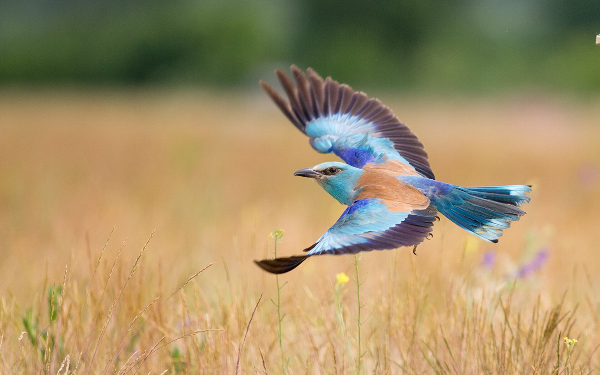 开云APP-黄喜灿闪耀全场！瑞士对阵牙买加赛后评分拉满，亚洲之光再度点燃欧洲足坛