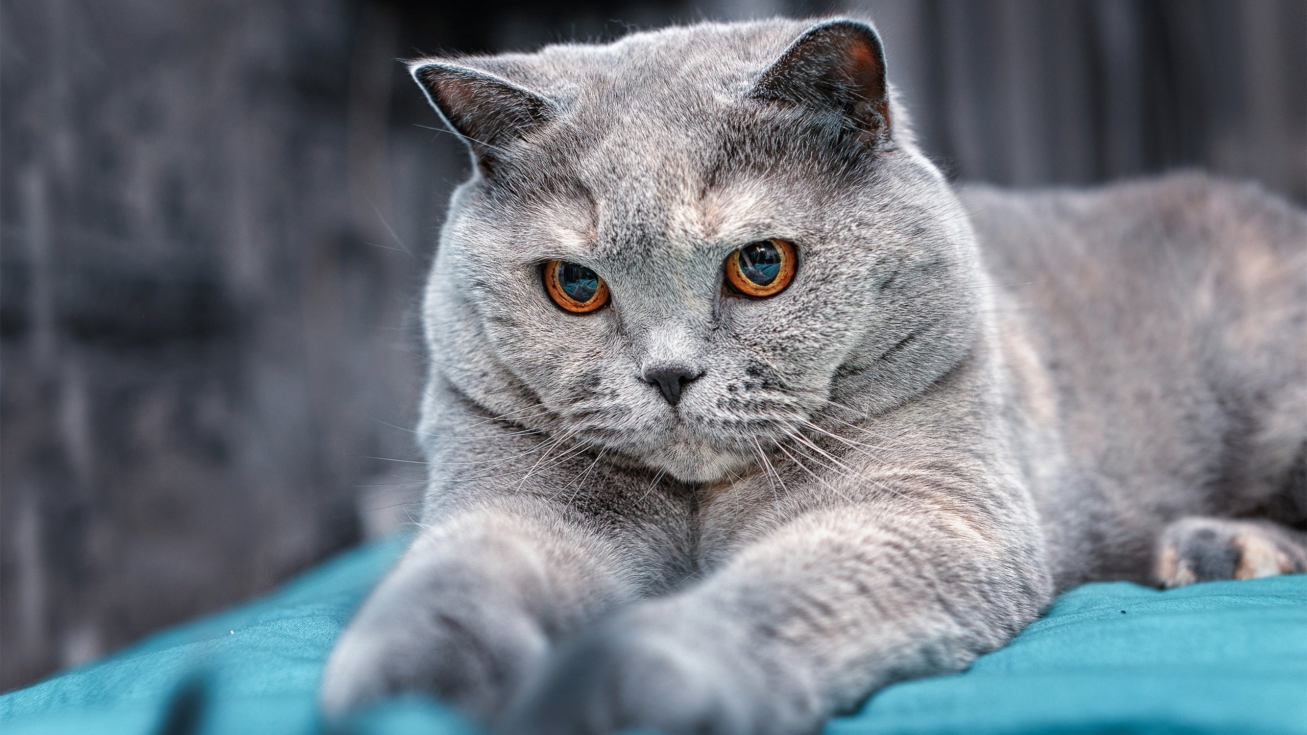 开云官网-沙漠雄鹰撕破黑白防线，阿什拉夫高能输出点燃卡塔尔资本新纪元