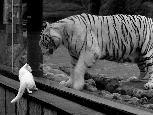 阿劳霍终场绝平狂澜，爱尔兰主场1-1逼平法国