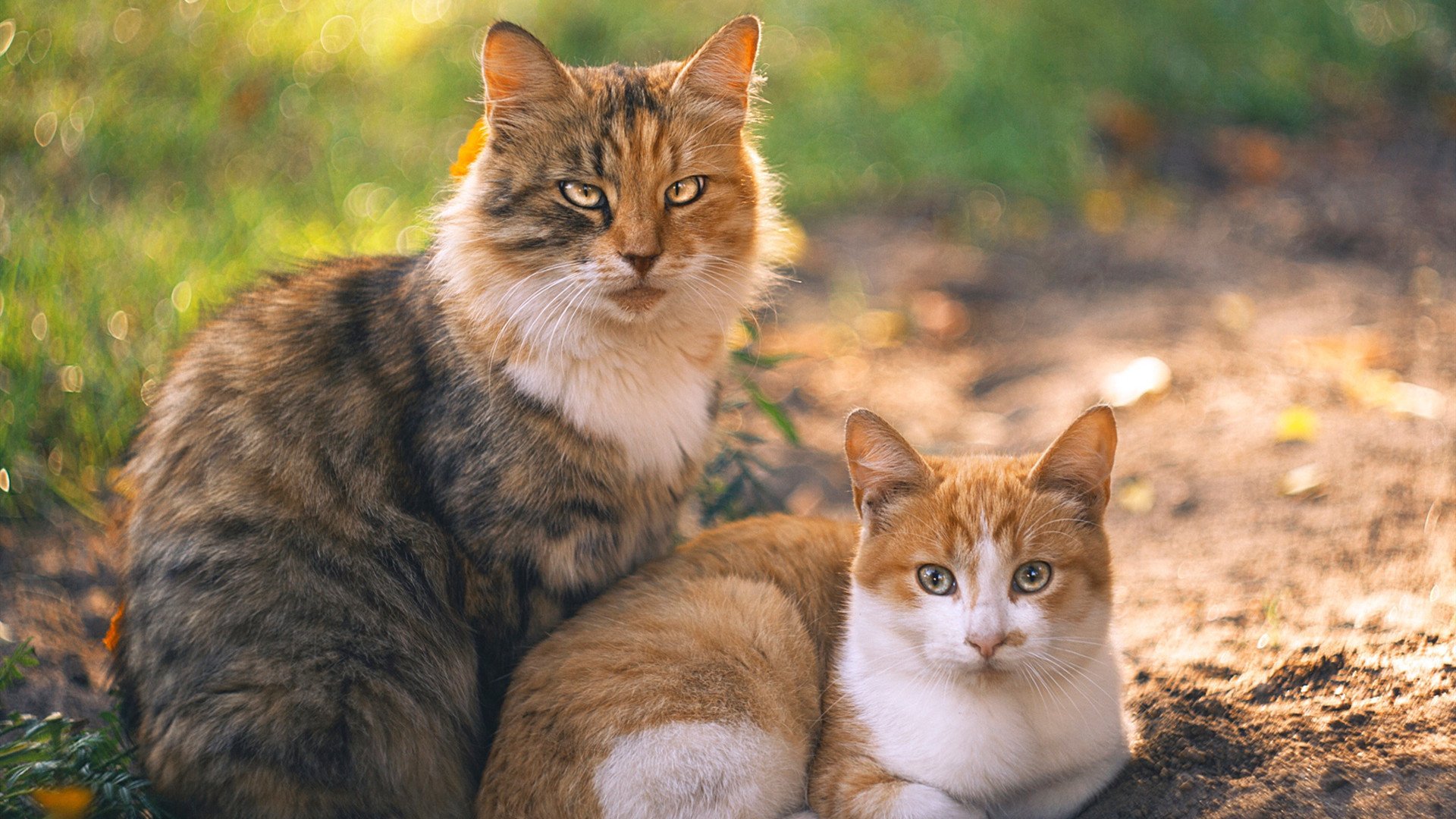 欧冠半决赛之夜与库里的得分狂潮，双星闪耀的体育盛宴