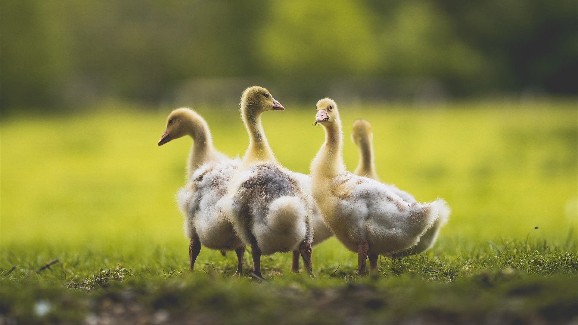 开云体育app-跨界风暴，广东队篮球场碾压湖人，库里F1赛道年度争冠接管比赛