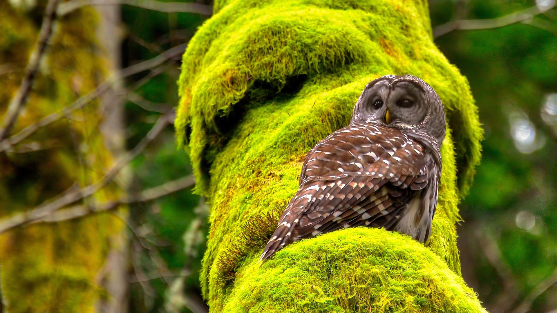 皮克战术智慧成胜负手，伊朗血拼喀麦隆憾负展血性