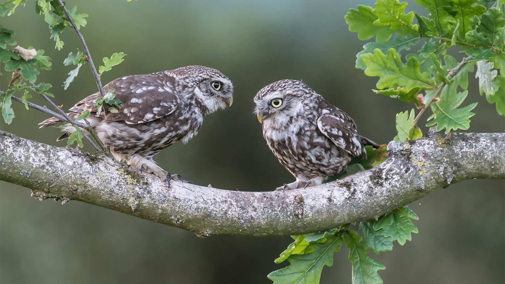 伊布上帝降临点燃全场,切尔西三箭齐发轻取勒沃库森