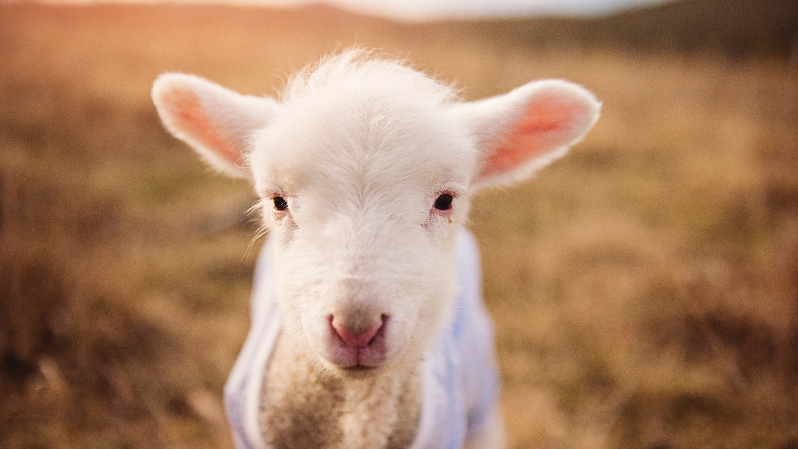 加维一锤定音！乌拉圭决胜局力克克罗地亚晋级