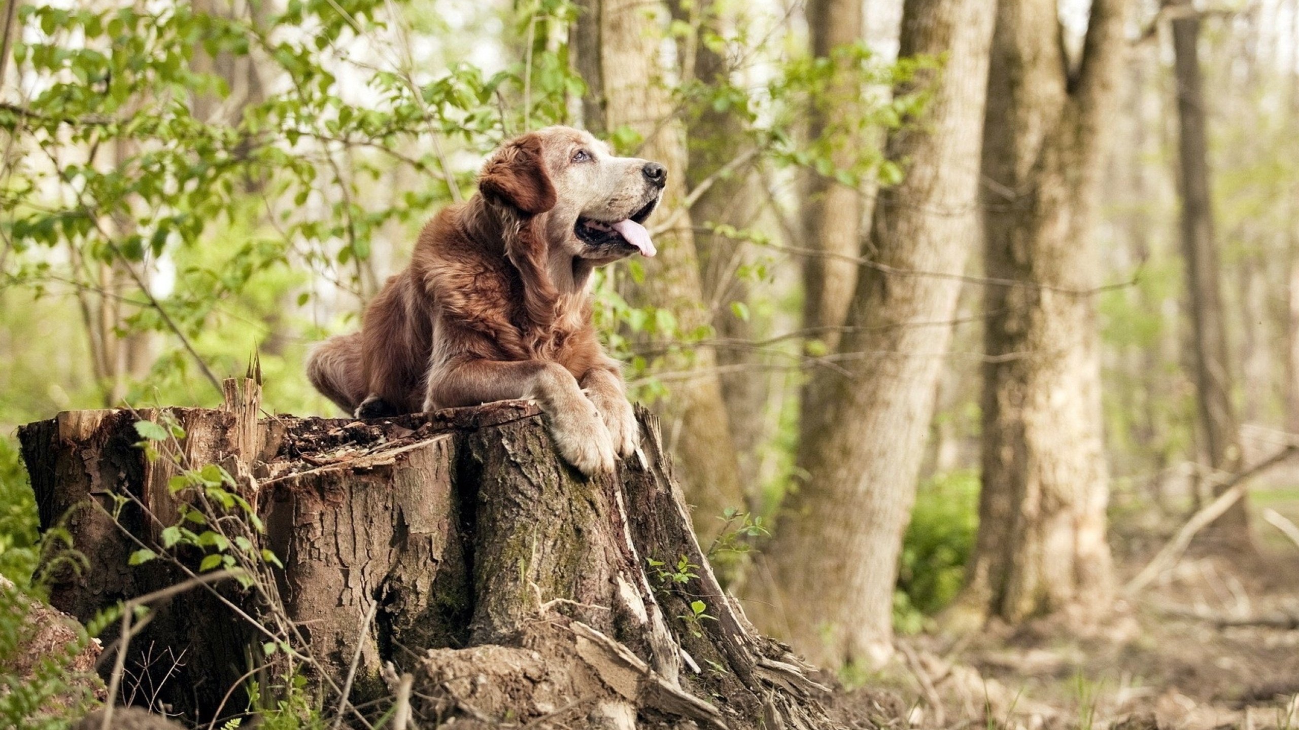 今夜，德甲为王；今夜，维尼修斯为皇