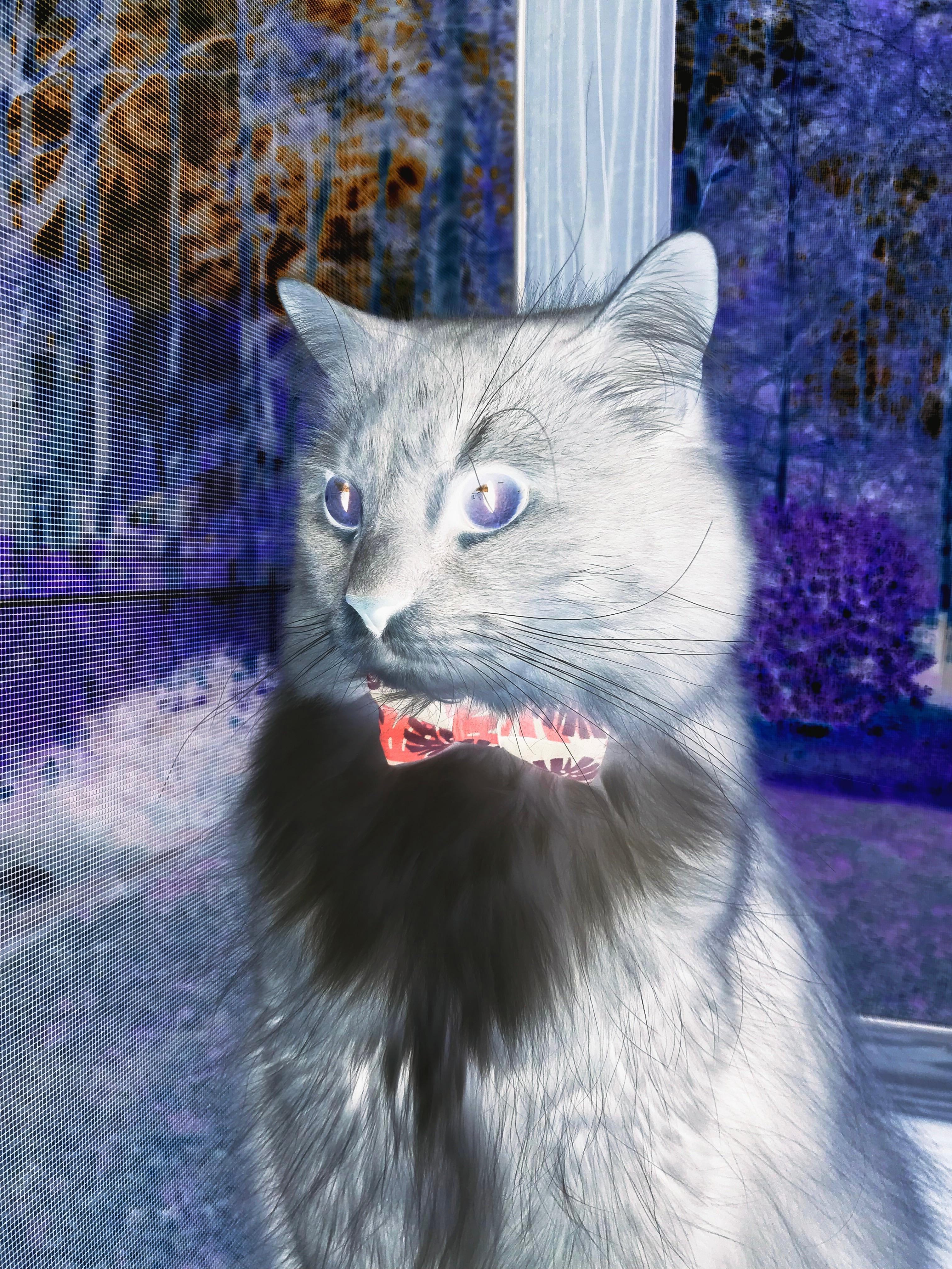 资本世界的季后赛，厄瓜多尔商业巨头如何像NBA球队一样收割AC米兰