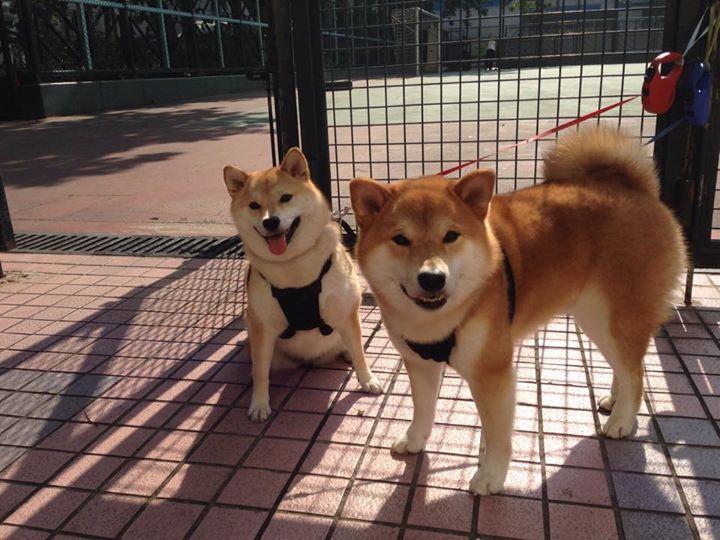 开云体育下载-鹈鹕痛宰热火，杰伦·格林末节一锤定音成关键先生