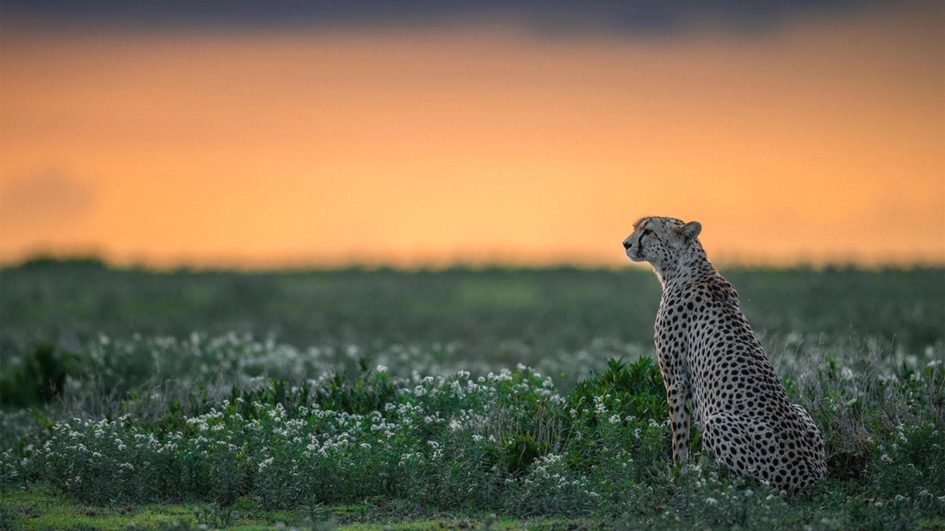 开云平台-生死战中的喀麦隆力量，西部决赛焦点战斩落马赛