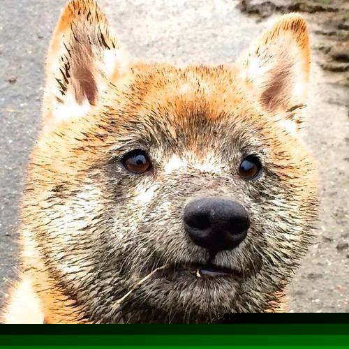 火箭升空!塔图姆独揽乾坤,关键先生一战定江山