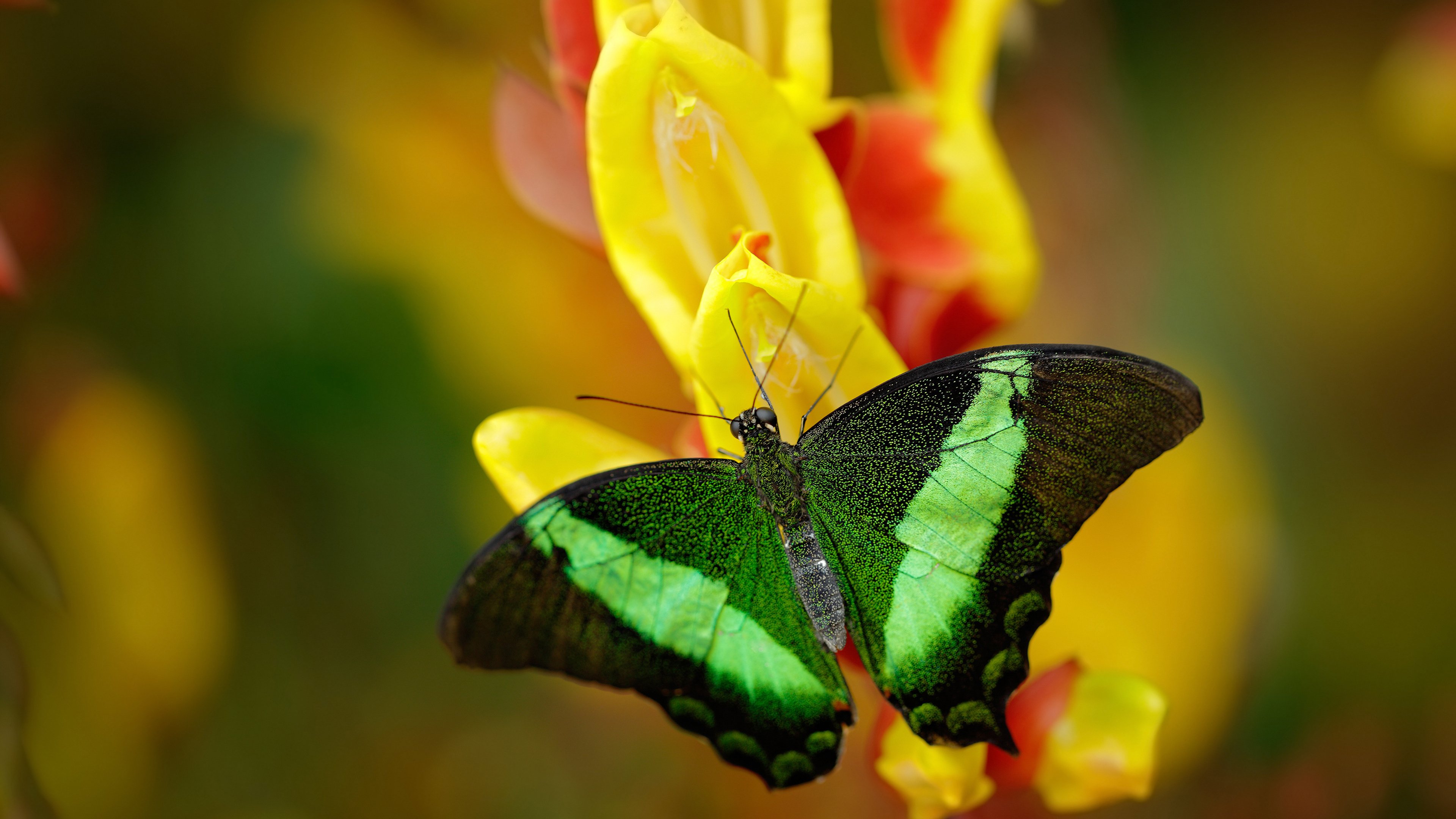 开云体育在线-广厦队关键战突围尼克斯，范弗利特里程碑之夜闪耀国际赛场
