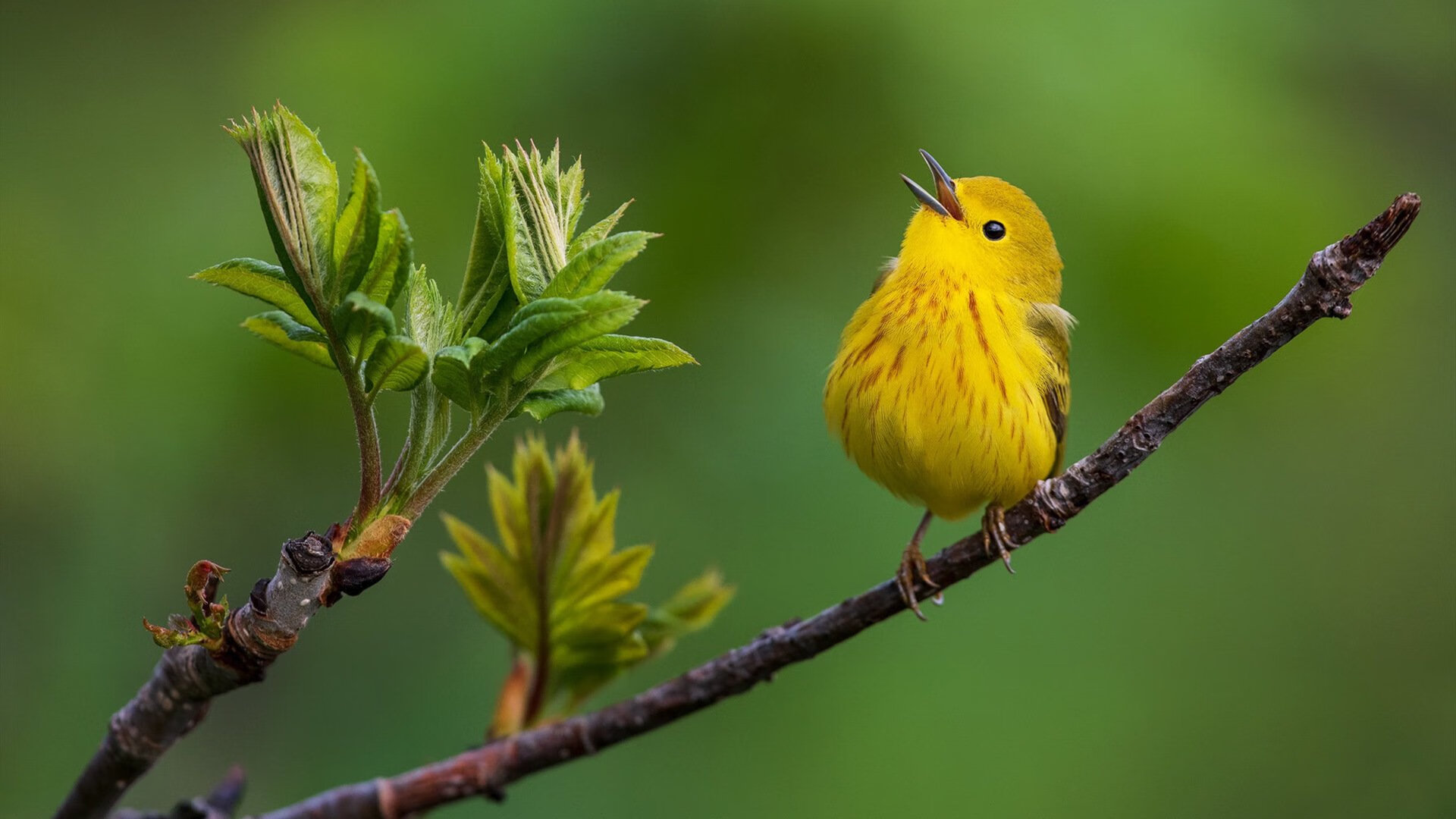 扑救国家的最后一束光，库尔图瓦的救赎与突尼斯的觉醒之夜