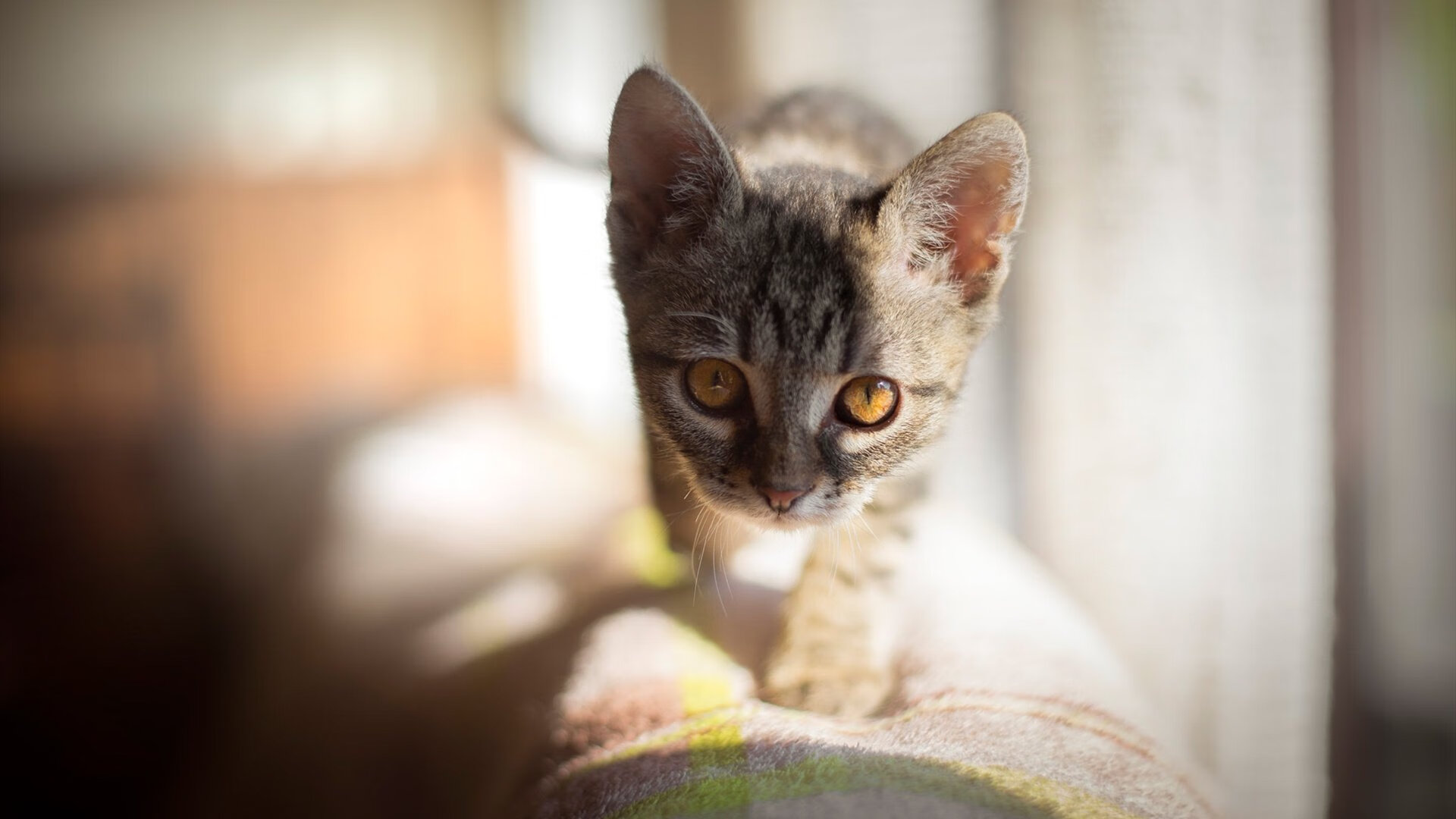 双线荣耀,阿尔及利亚足球的压倒性胜利与京多安的决胜时刻