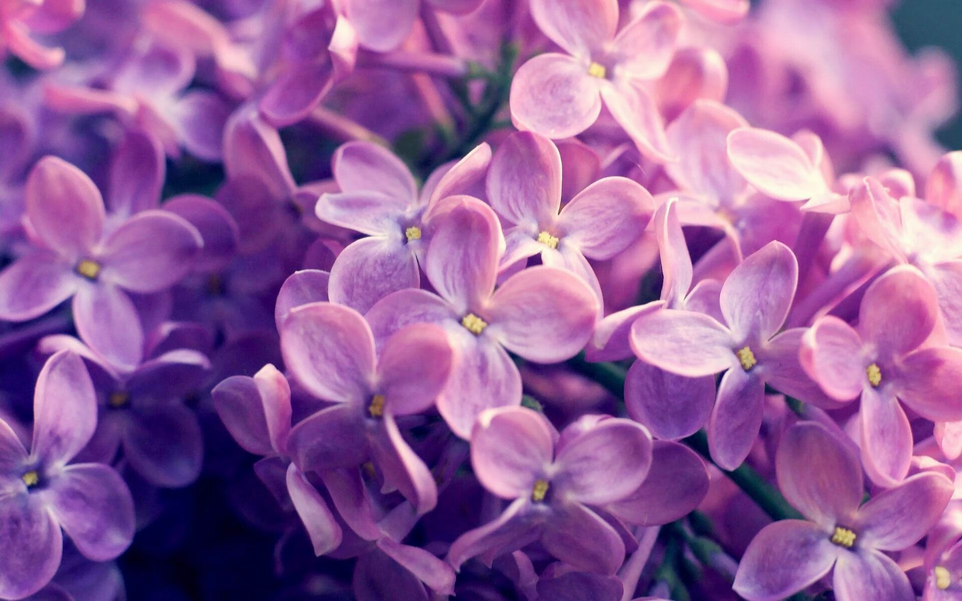 开云体育下载-双线激情，NBA总决赛焦点战与西班牙淘汰赛过关洪都拉斯的体育盛宴