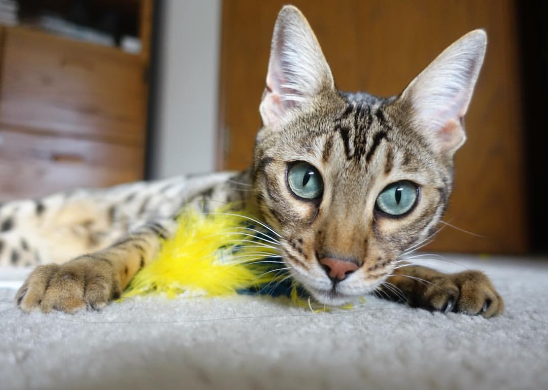 -库里爆发与广厦队关键战突围，篮球竞技中的团队之光