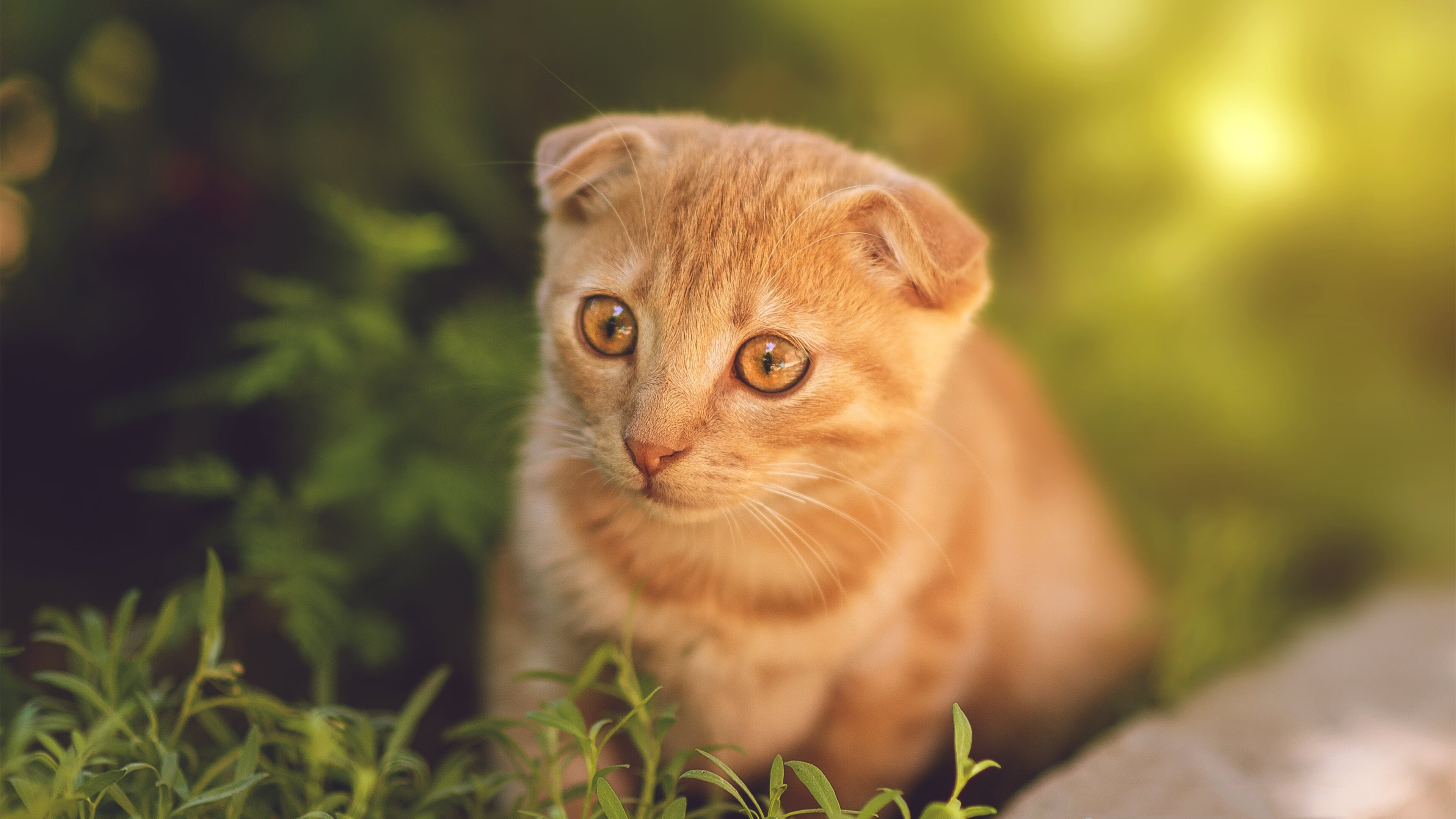 钢铁夜幕下的王者,小贾伦欧冠决赛末节封神记