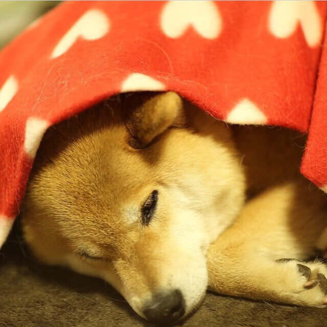 开云体育入口-跨界烽烟，辽宁一波流席卷爵士，哈利伯顿临危定乾坤