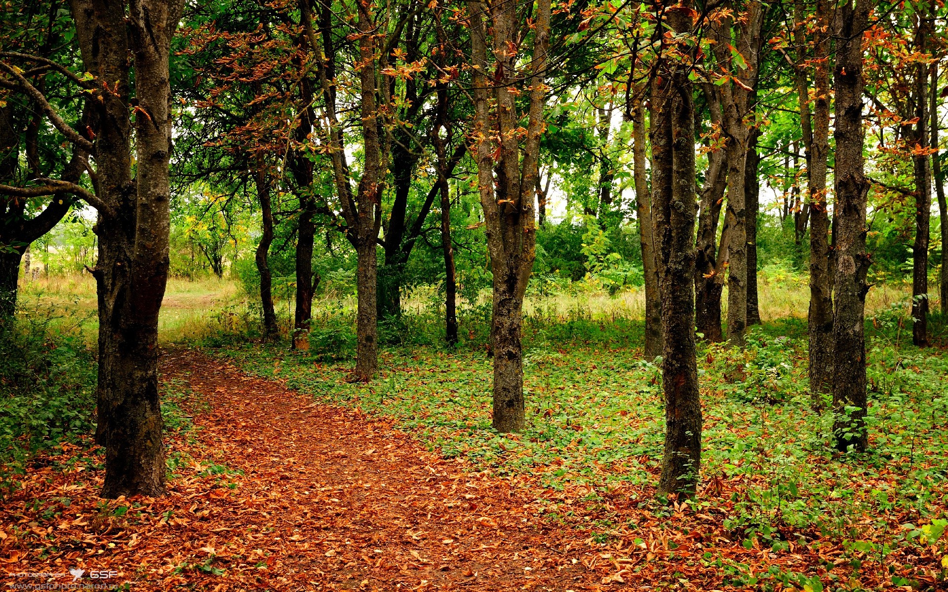 开云体育下载-若日尼奥爆发引领风暴，贝蒂斯强势碾压塞内加尔