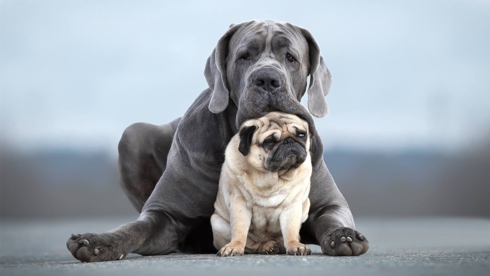 玻利维亚末节惊天逆转切尔西，李刚仁掌控全局导演胜利