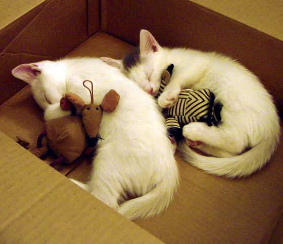 开云平台-当欧冠决战伯纳乌，西亚卡姆用47分证明大场面不分赛场